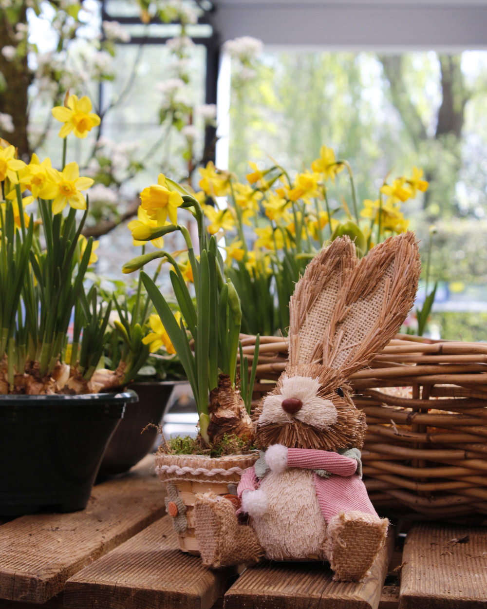 Voorjaarsbollen koop je bij tuincentrum Eurofleur in Leusden!