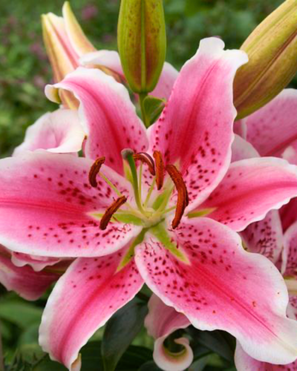Bloembollen koop je bij tuincentrum Eurofleur in Leusden!