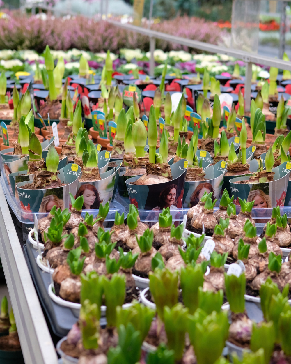 Bloembollen koop je bij tuincentrum Eurofleur in Leusden!