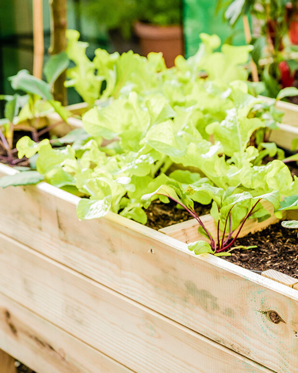 Zaden koop je bij tuincentrum Eurofleur in Leusden!