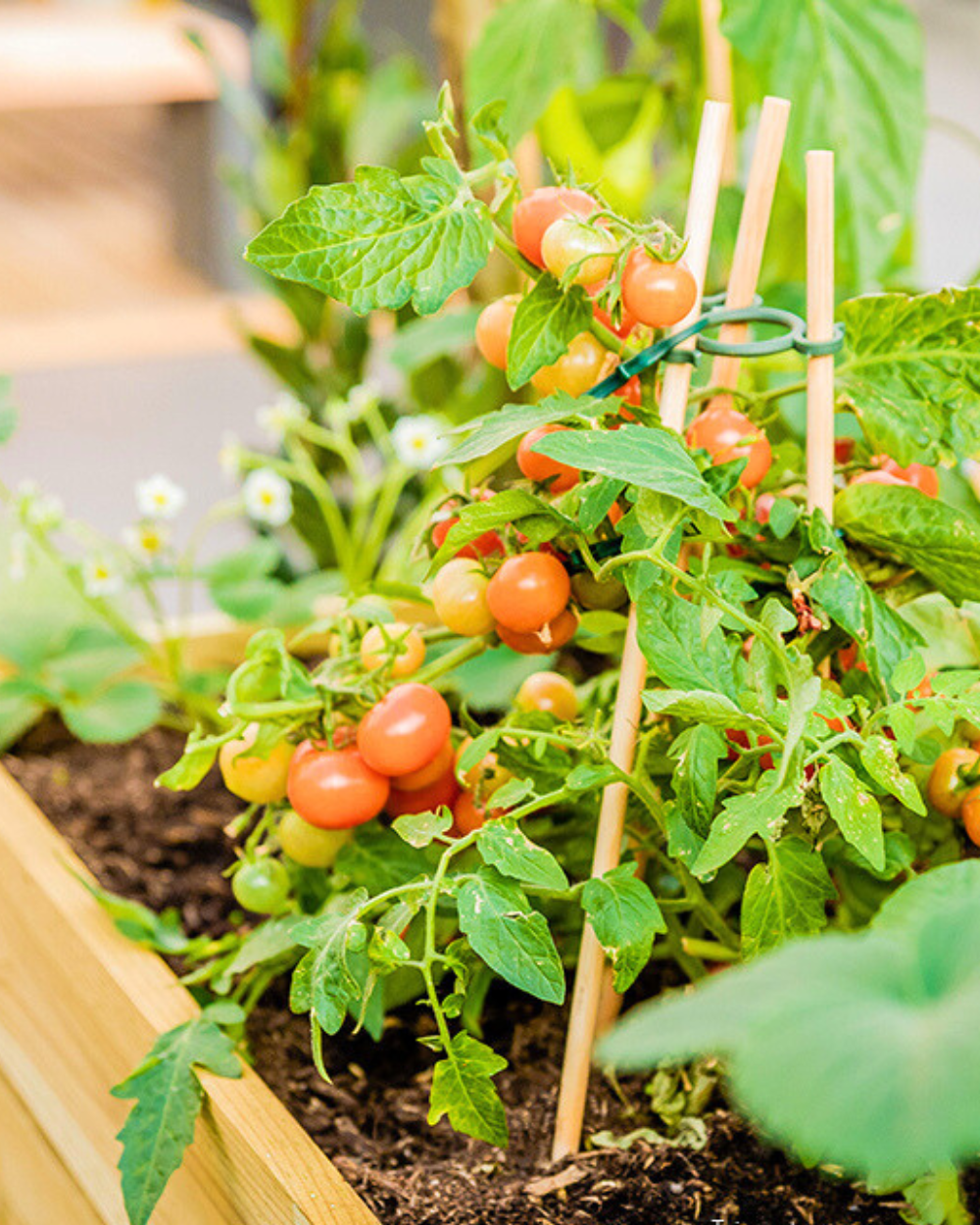 Zaden kopen? Je doet het bij tuincentrum Eurofleur in Leusden!