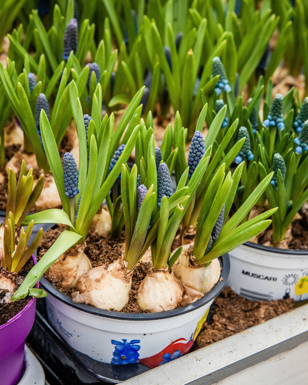 Bollen op pot koop je bij tuincentrum Eurofleur in Leusden!