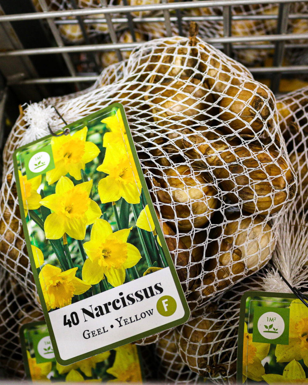 Voorjaarsbloeiende bloembollen koop je bij tuincentrum Eurofleur in Leusden!