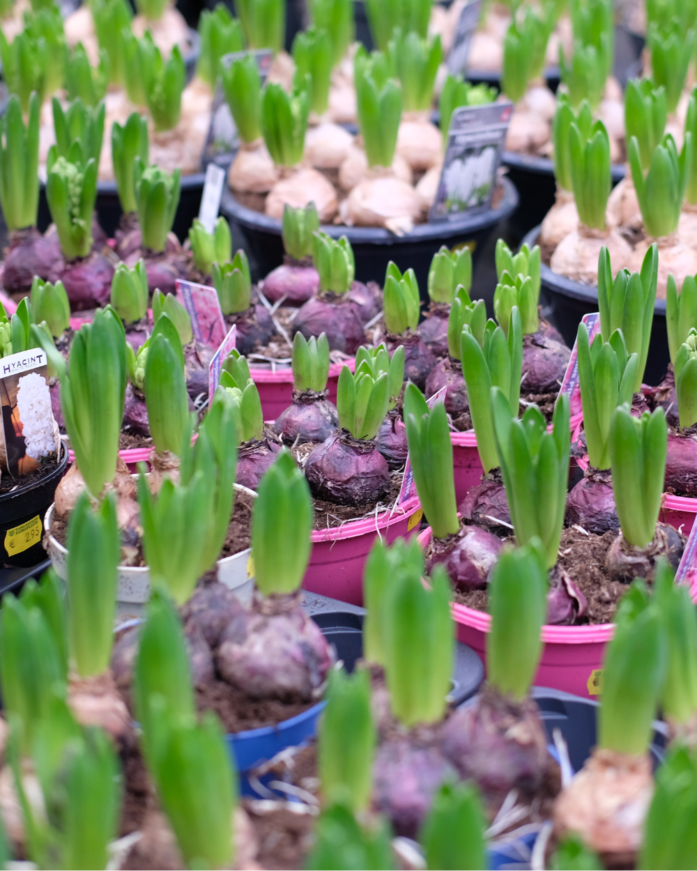 Bloembollen koop je bij tuincentrum Eurofleur in Leusden!