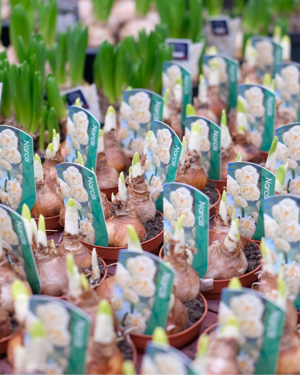Bloembollen op pot koop je bij tuincentrum Eurofleur in Leusden!
