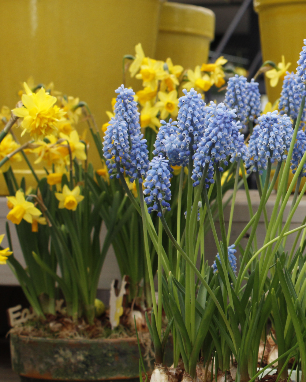 Bollen koop je bij tuincentrum Eurofleur in Leusden!