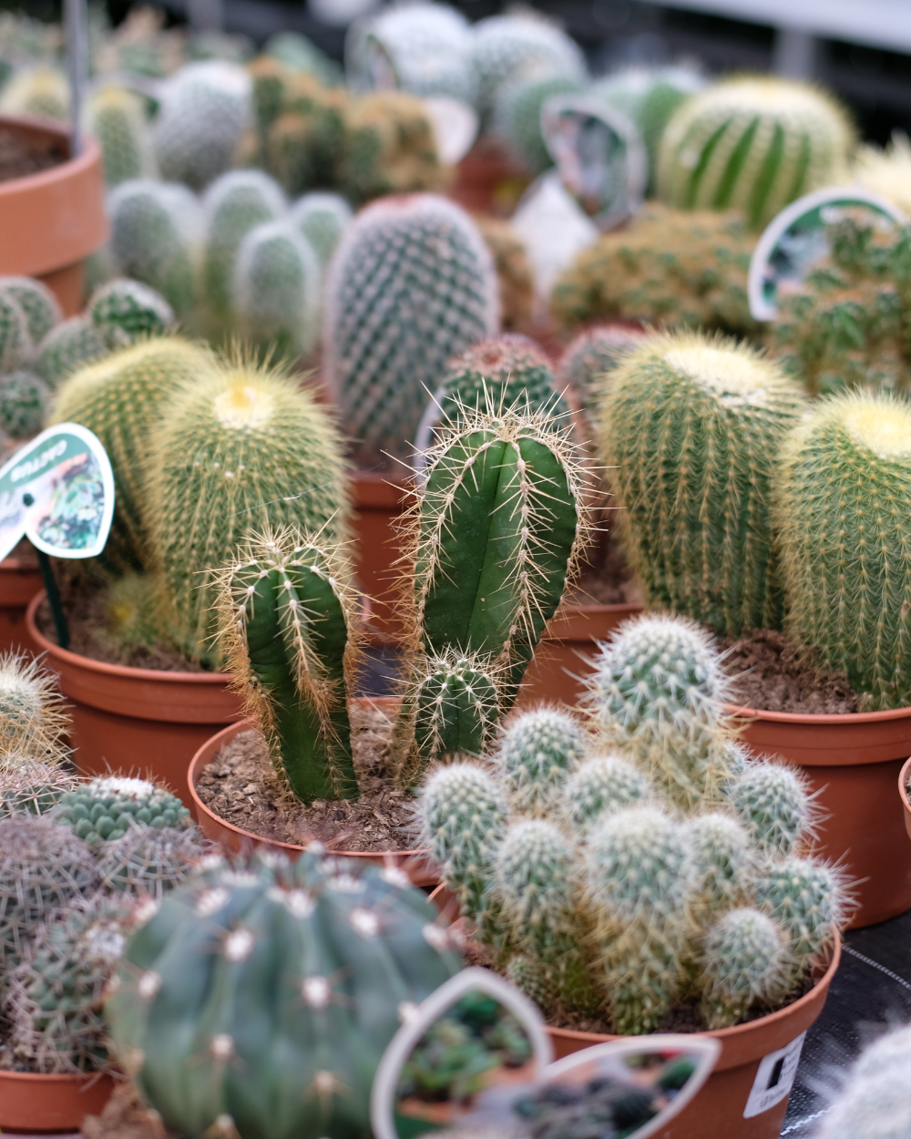 Cactussen en vetplanten shop je bij tuincentrum Eurofleur!