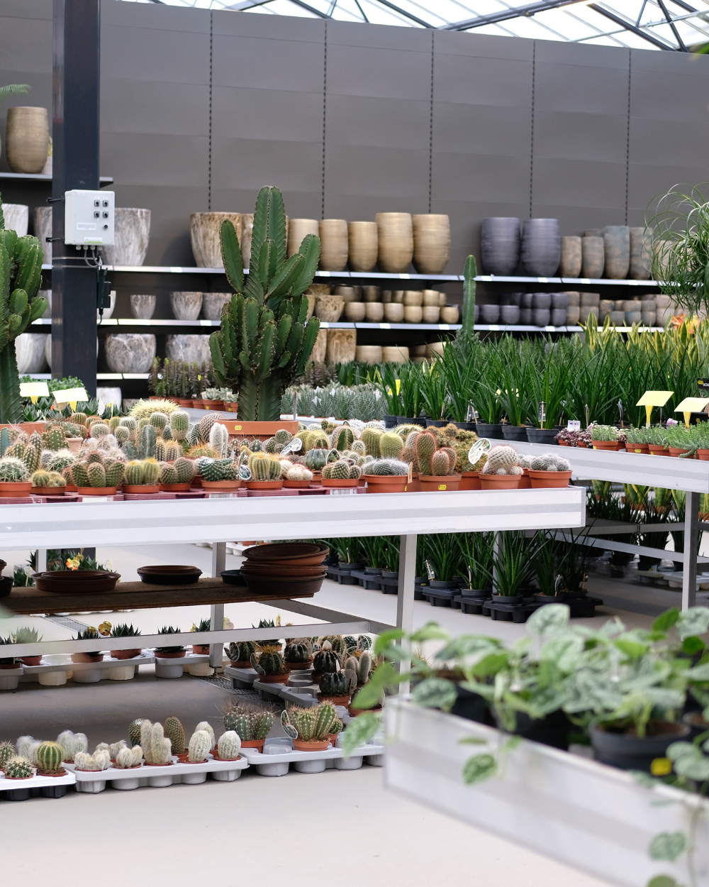 Cactussen en vetplanten shop je bij tuincentrum Eurofleur!