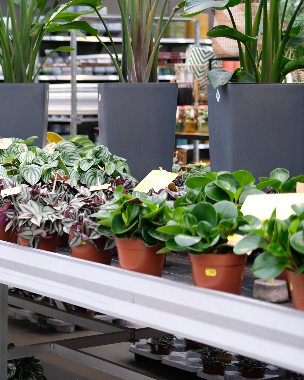 Cactussen en vetplanten shop je bij tuincentrum Eurofleur!