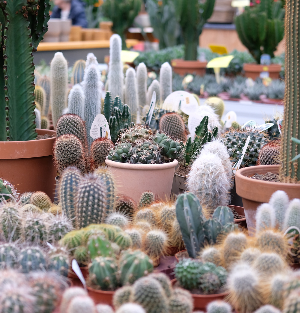 Cactussen shop je bij tuincentrum Eurofleur!