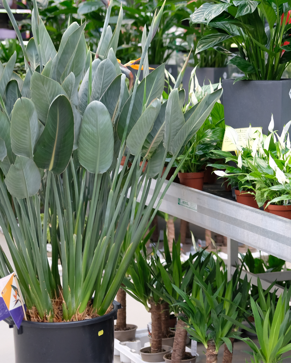 Grote kamerplanten shop je bij tuincentrum Eurofleur!