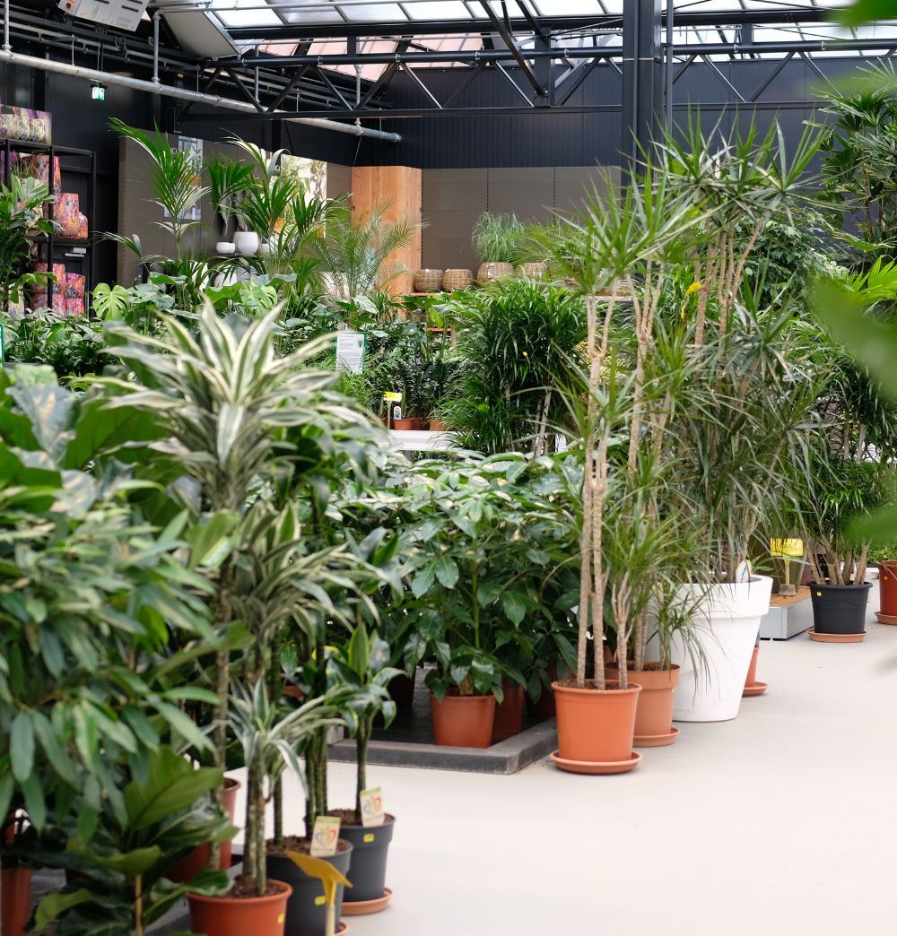 Grote kamerplanten shop je bij tuincentrum Eurofleur!