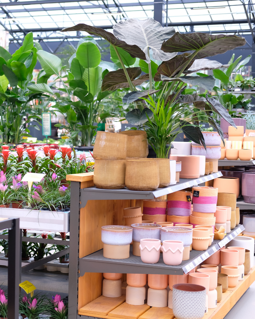 Grote kamerplanten shop je bij tuincentrum Eurofleur!