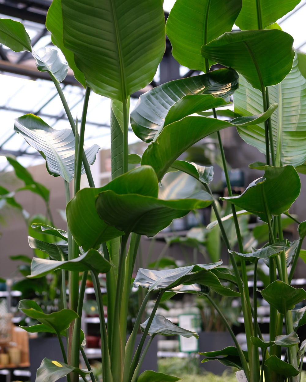 Grote kamerplanten shop je bij tuincentrum Eurofleur!