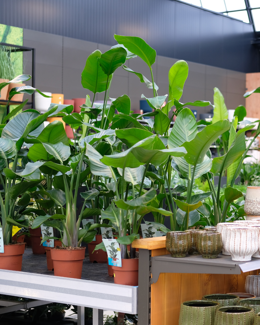 Grote kamerplanten shop je bij tuincentrum Eurofleur!