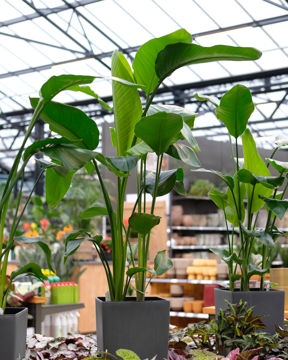 Gun jouw huis een dosis sfeer met een grote plant!