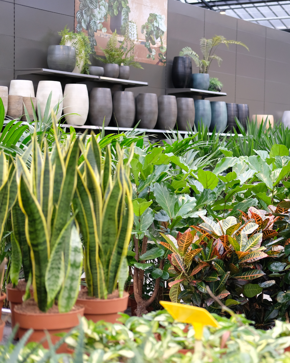 Luchtzuiverende kamerplanten shop je bij tuincentrum Eurofleur!