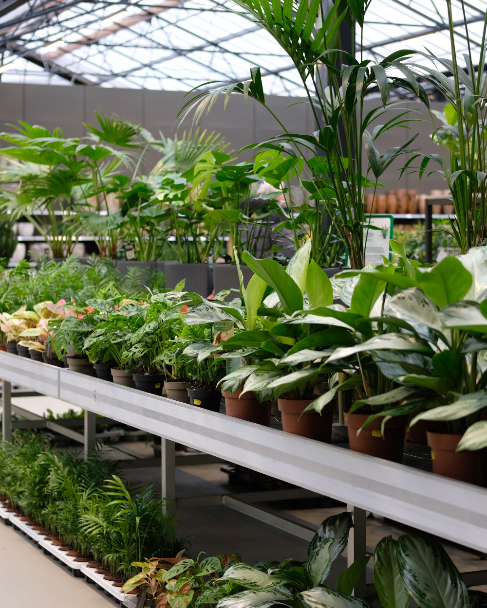 Luchtzuiverende kamerplanten shop je bij tuincentrum Eurofleur!