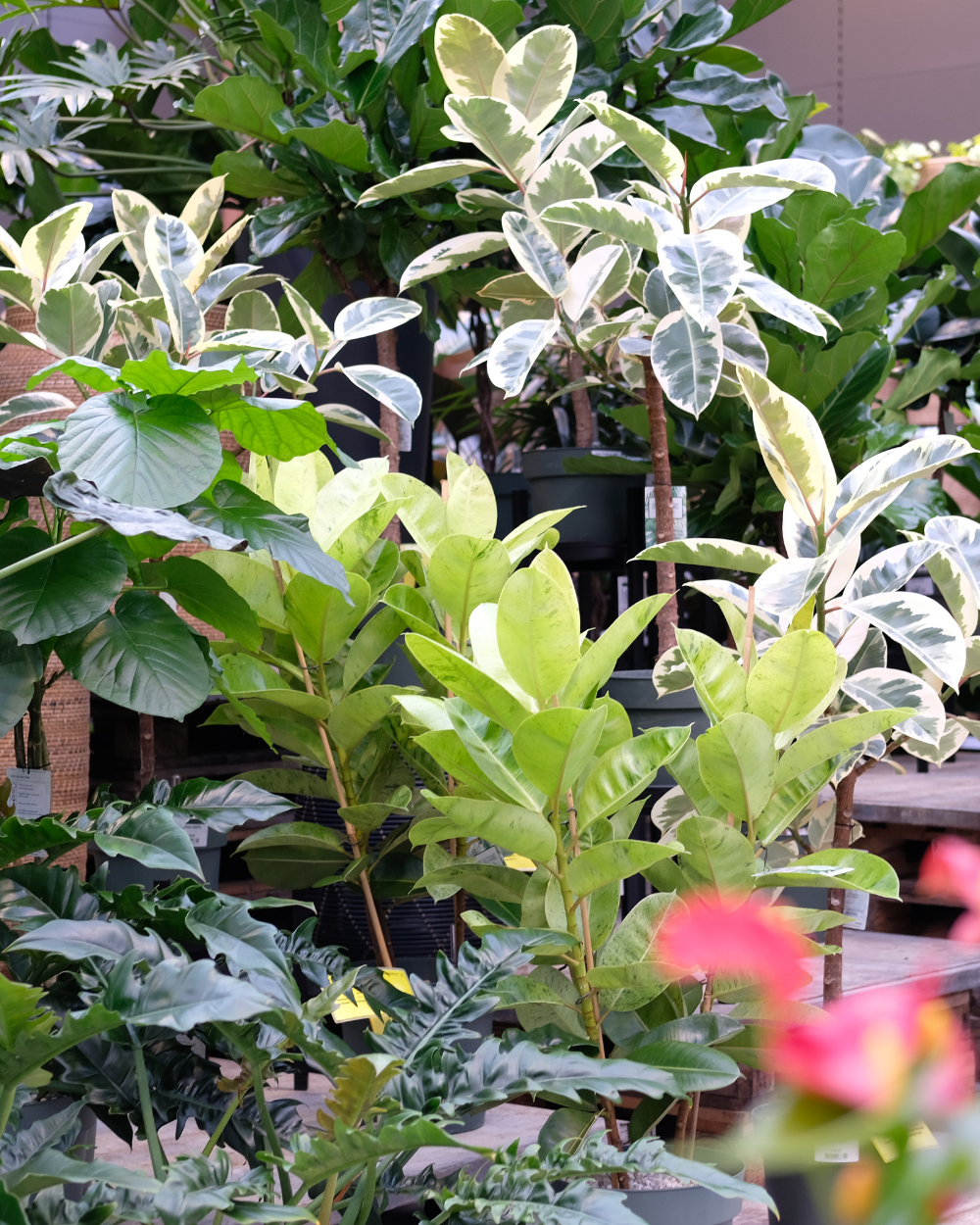 Luchtzuiverende kamerplanten shop je bij tuincentrum Eurofleur!