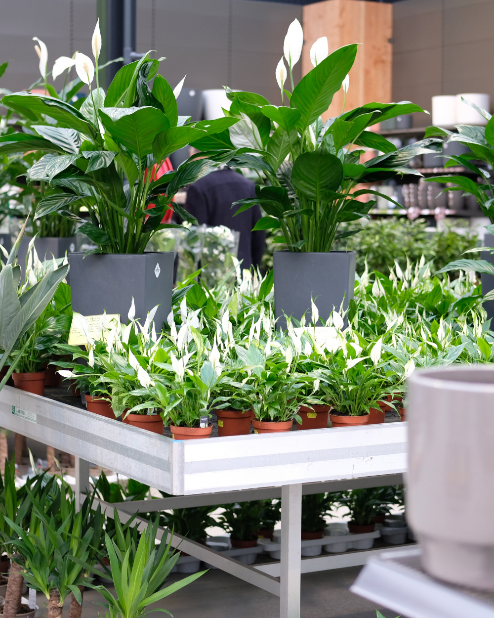 Luchtzuiverende kamerplanten shop je bij tuincentrum Eurofleur!