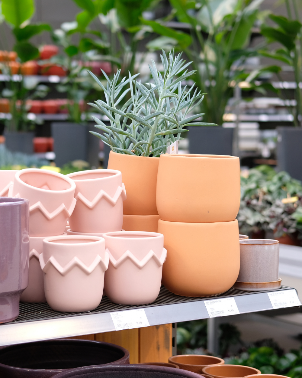 Cactussen en vetplanten shop je bij tuincentrum Eurofleur!