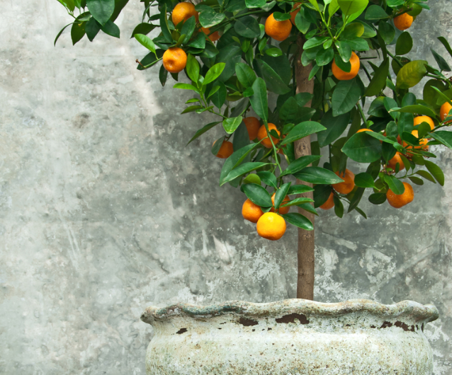 Mediterrane planten verzorgen? Tuincentrum Eurofleur helpt je!