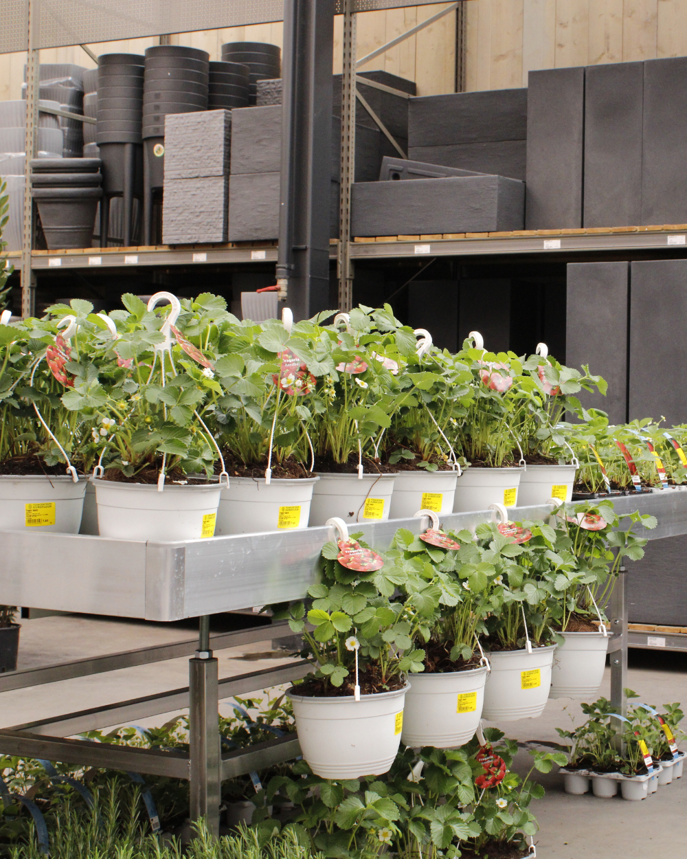 Tuinplanten kopen? Kom naar tuincentrum Eurofleur in Leusden!