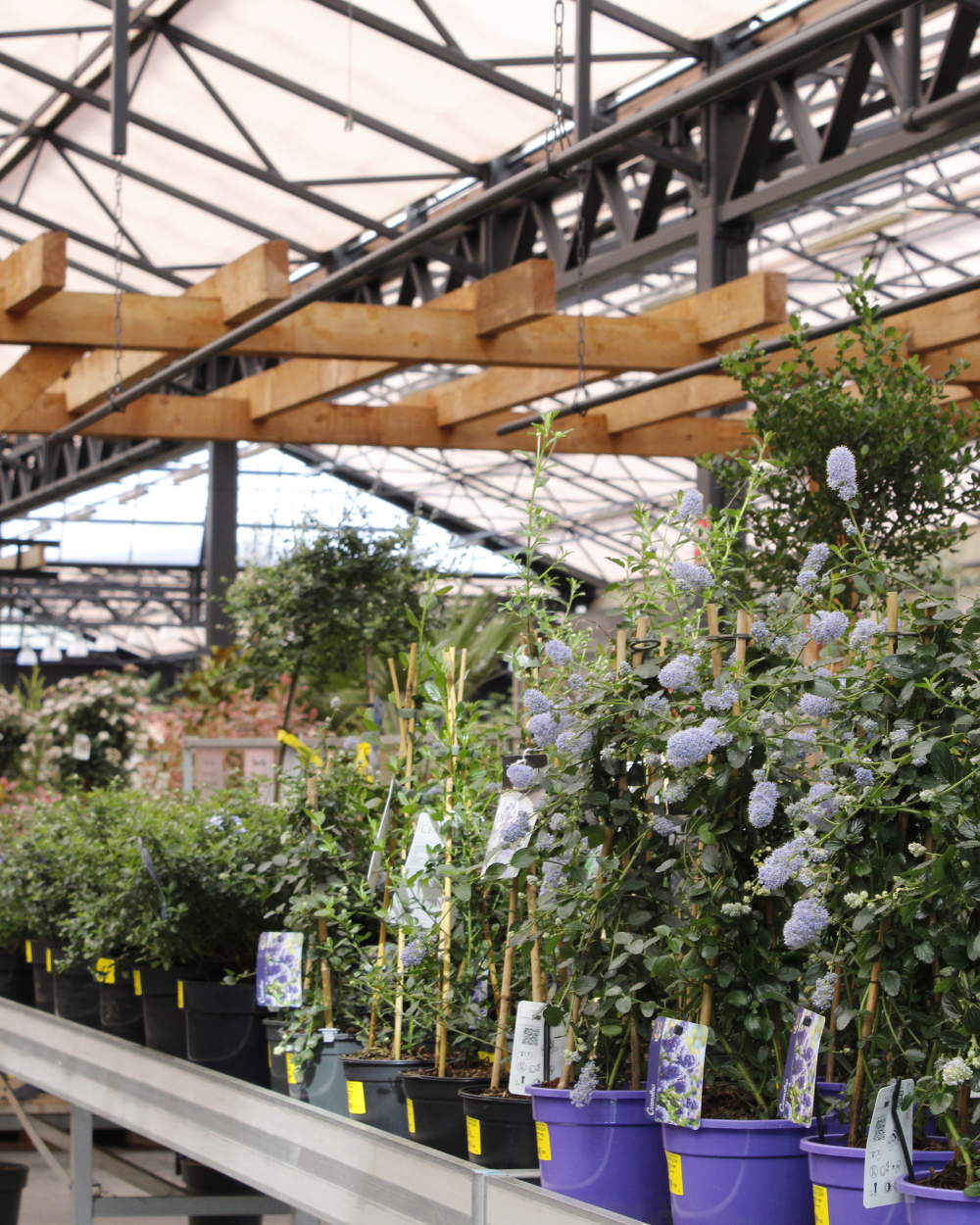 Shop jouw makkelijke tuinplanten bij tuincentrum Eurofleur!