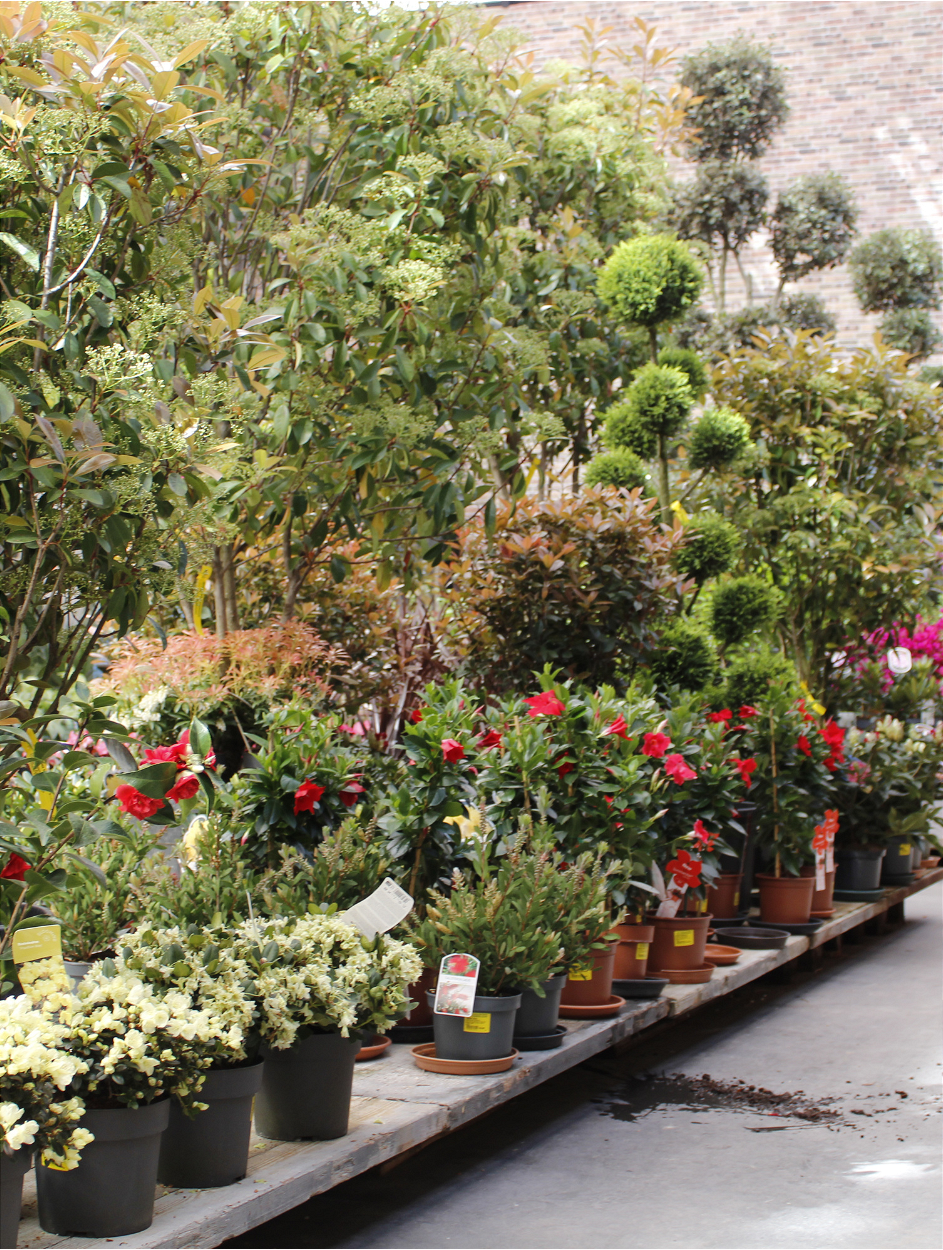 Tuinplanten kopen | Tuincentrum Eurofleur in Leusden