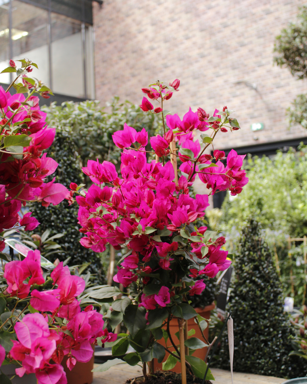 Shop jouw tuinplanten bij tuincentrum Eurofleur!