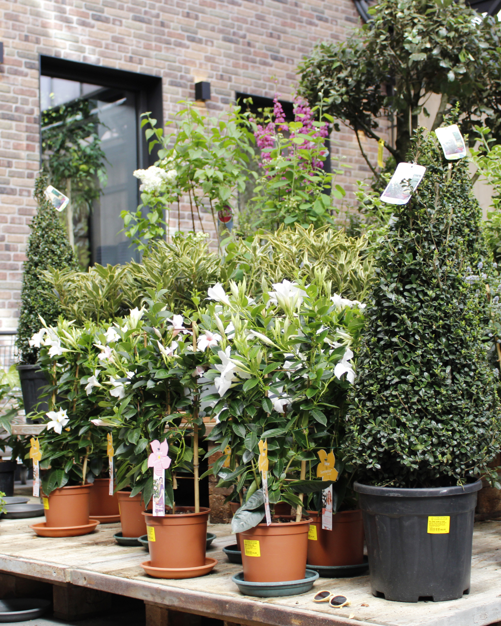 Tuinplanten kopen doe je bij tuincentrum Eurofleur in Leusden!