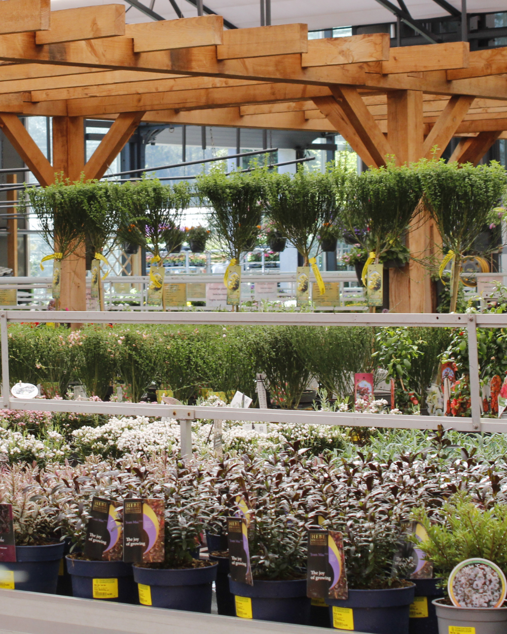 Shop jouw mooiste tuinplanten bij tuincentrum Eurofleur!