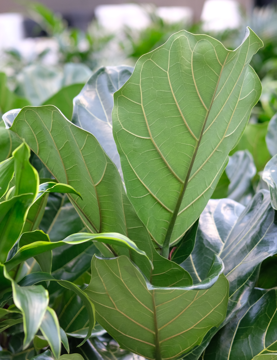 Gun jouw huis een dosis lucht met de Ficus Lyrata!