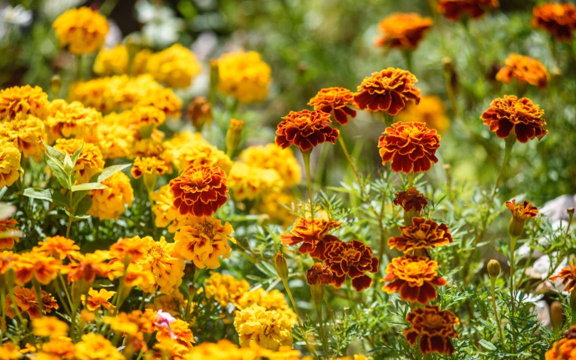 Met deze planten verjaag je de muggen uit je tuin | Tuincentrum Eurofleur