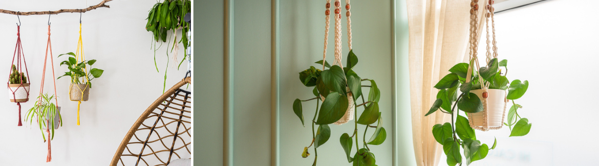 Hangplanten kopen | Tuincentrum Eurofleur