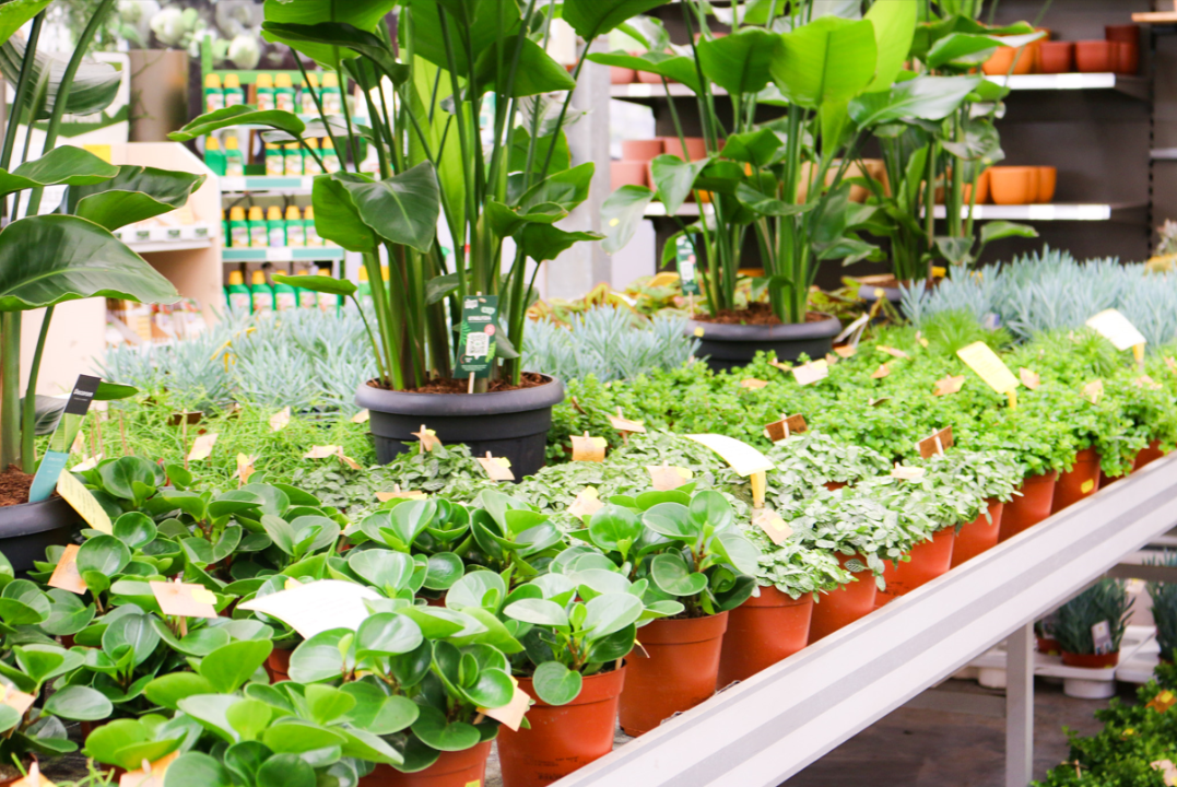 Kamerplanten shop je bij Eurofleur in Leusden, nabij Amersfoort, Woudenberg, Soest en Austerlitz!