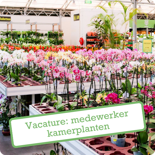 Medewerker kamerplanten