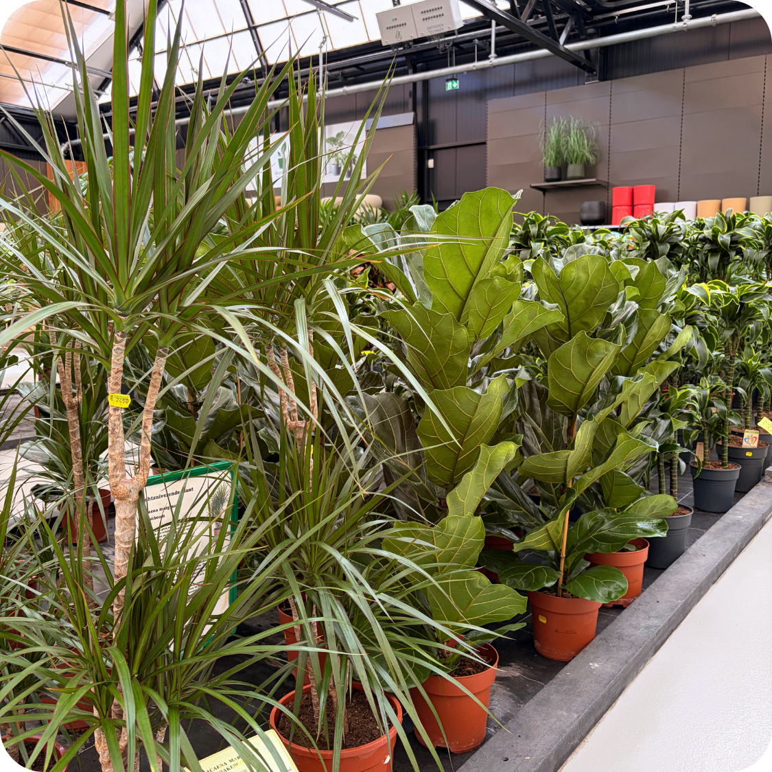 Kamerplanten verzorgen in de zomer? Kom langs bij tuincentrum Eurofleur!