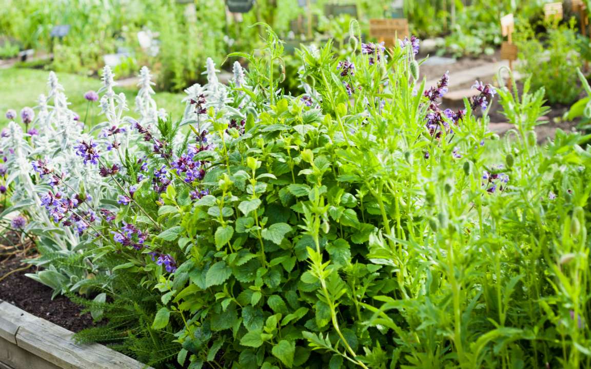 Met deze planten verjaag je de muggen uit je tuin | Tuincentrum Eurofleur