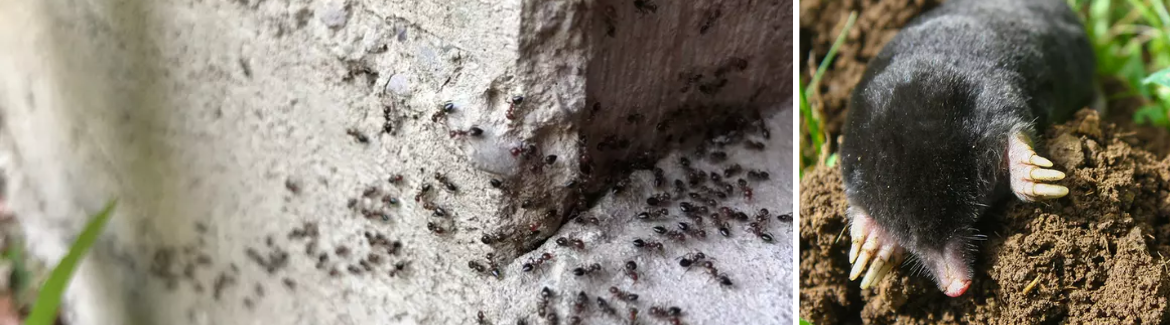 KB Home Defense is hét bestrijdingsmiddel tegen mieren, vliegen, zilvervisjes en meer!