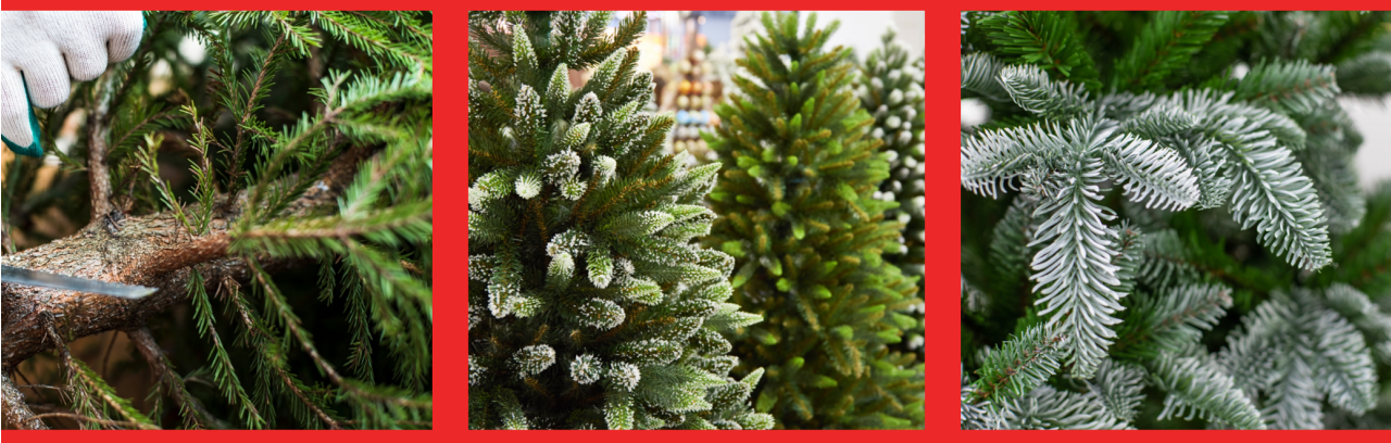 Kerstbomen kopen tuincentrum Eurofleur Leusden
