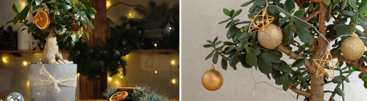 Alternatieve kerstboom | Tuincentrum Eurofleur