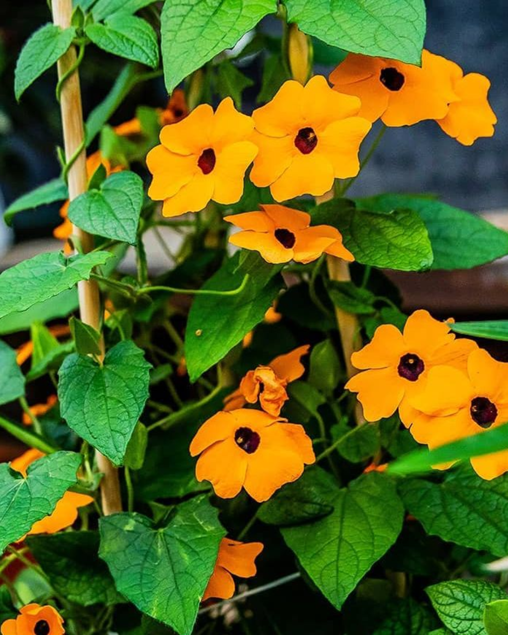 Klimplanten koop je bij tuincentrum Eurofleur in Leusden!