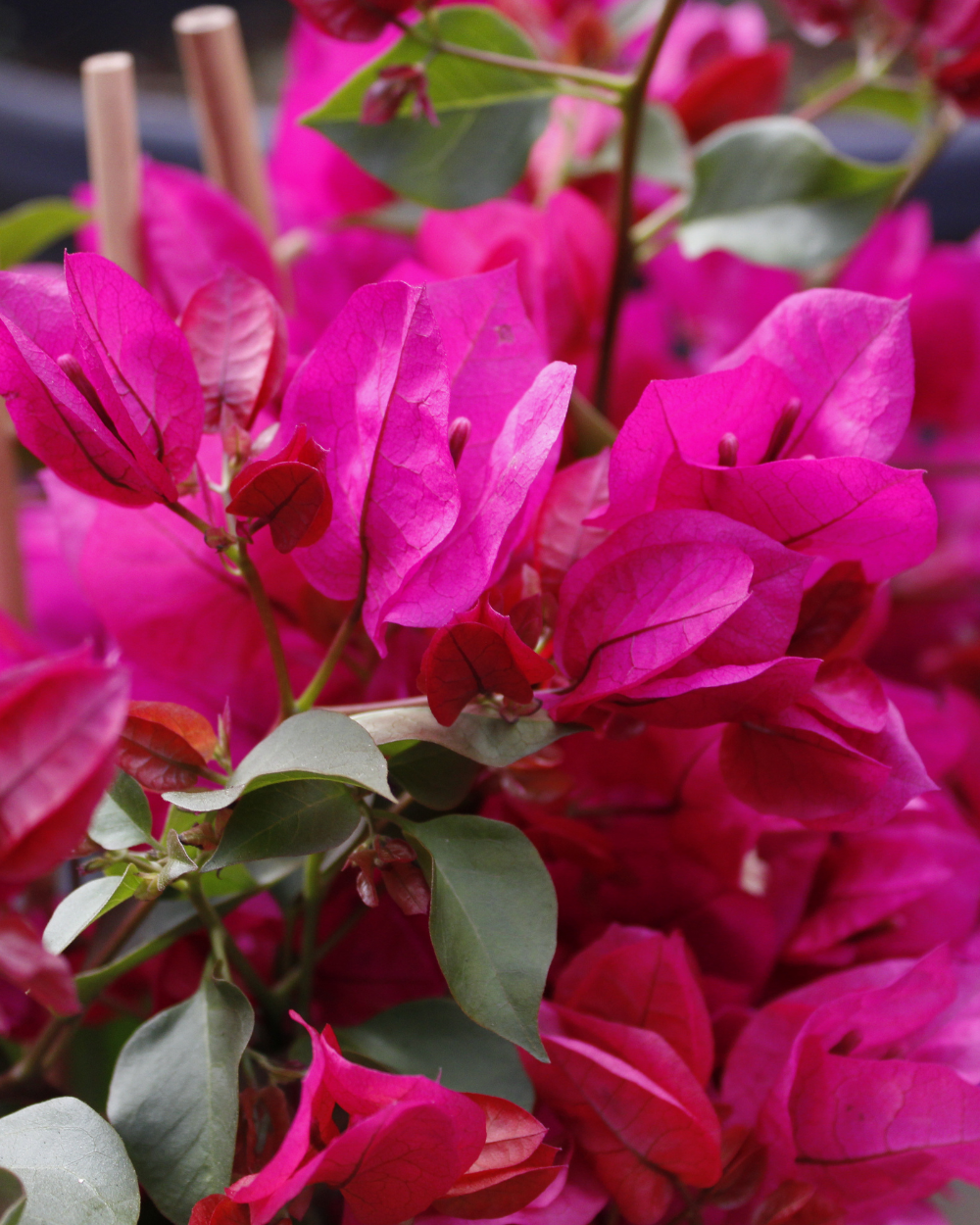 Klimplanten koop je bij tuincentrum Eurofleur in Leusden!