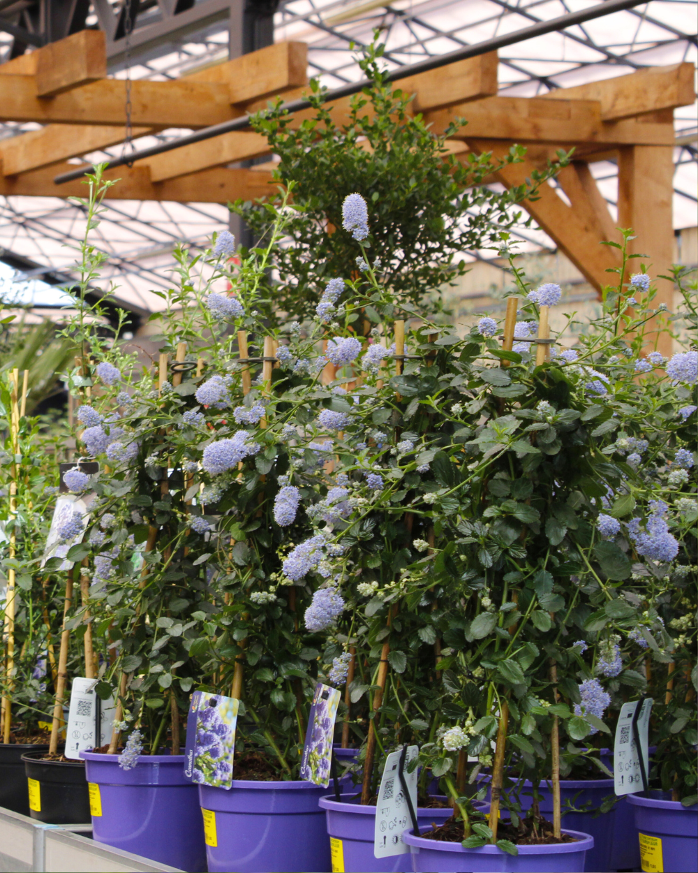 Klimplanten koop je bij tuincentrum Eurofleur in Leusden!