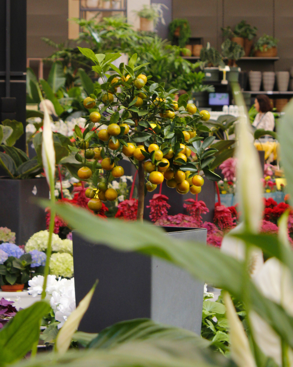 Fruitplanten koop je bij tuincentrum Eurofleur in Leusden!