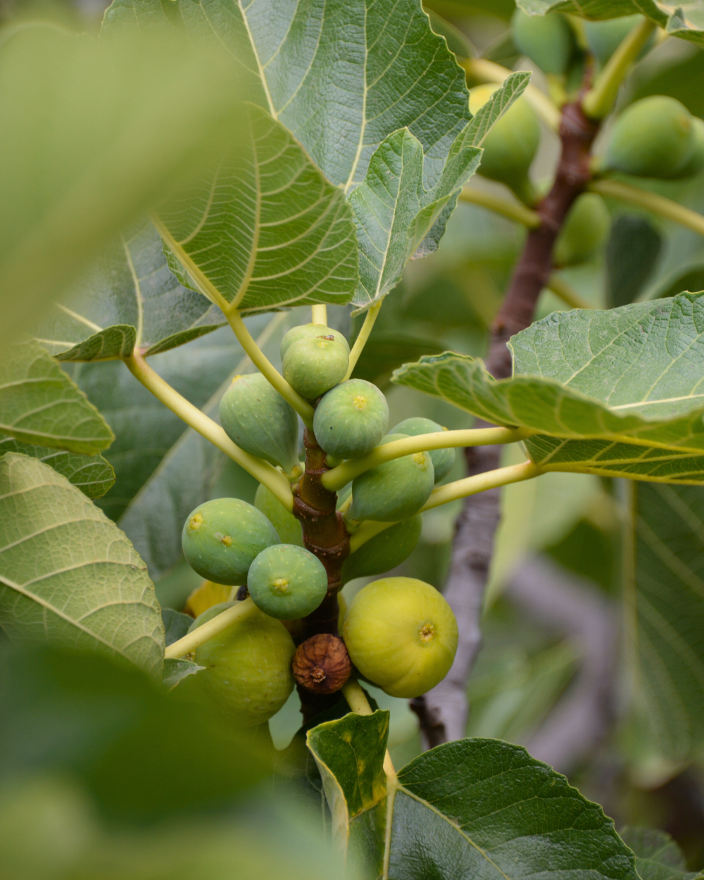 Fruitbomen koop je bij tuincentrum Eurofleur in Leusden!