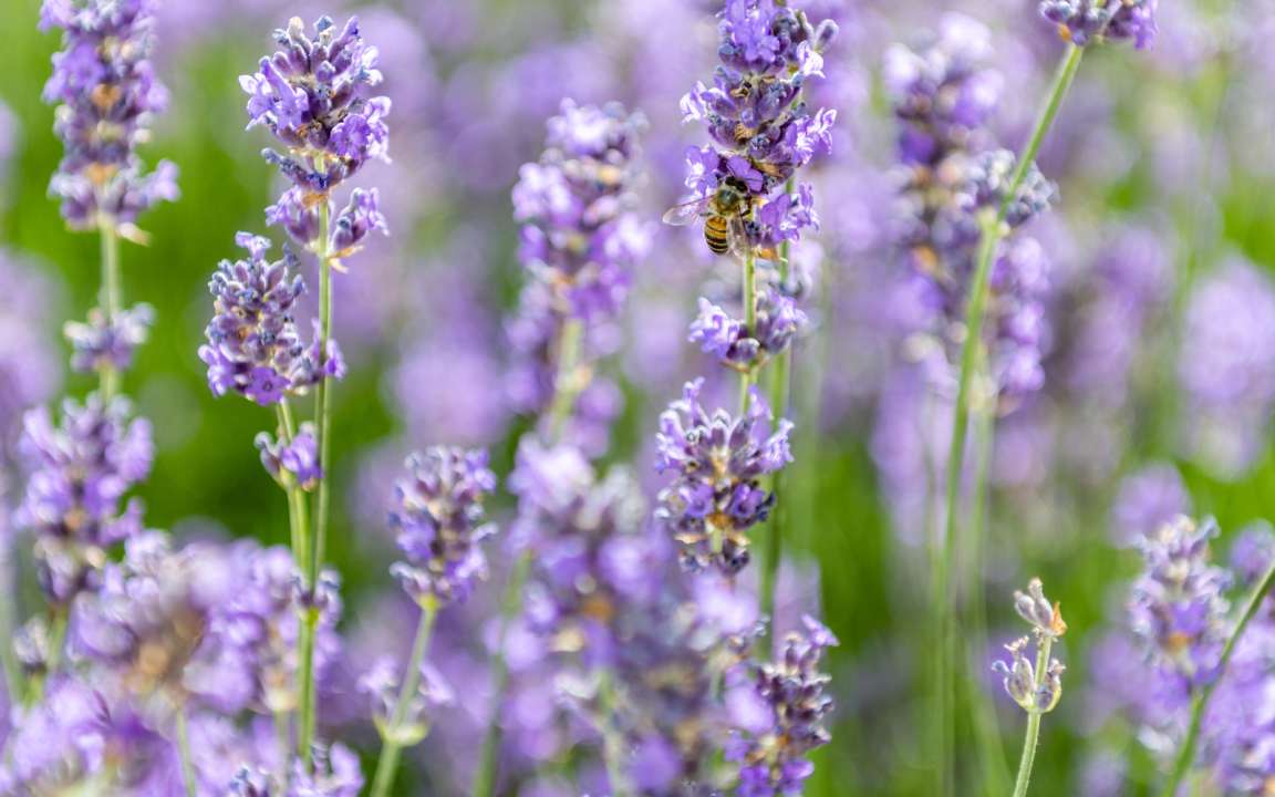 Met deze planten verjaag je de muggen uit je tuin | Tuincentrum Eurofleur