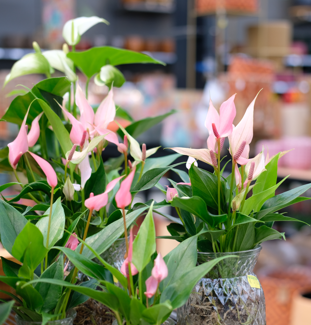 Luchtzuiverende kamerplanten shop je bij tuincentrum Eurofleur!