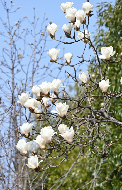 Bij tuincentrum Eurofleur in Leusden hebben we een uitgebreid assortiment aan bomen, heesters en andere buitenplanten